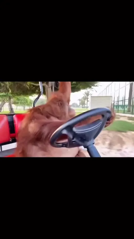 Орангутан за рулём