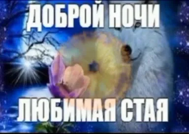 Доброй ночи, любимая стая