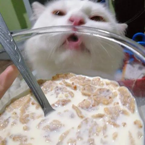 Кот хочет хлопья