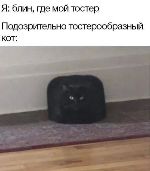 Подозрительно тостерообразный кот