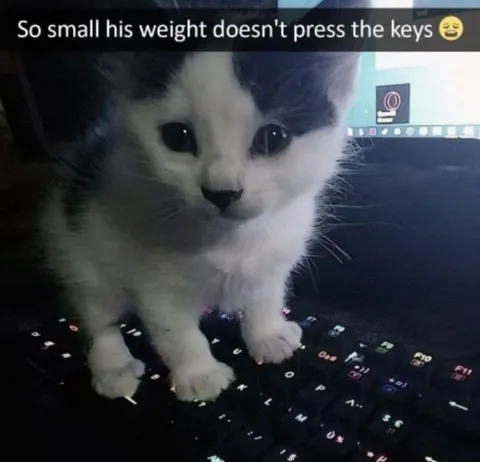 Tiny Kitten Cannot Press Keys