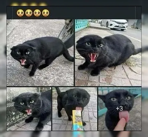 Злой чёрный кот просит ещё