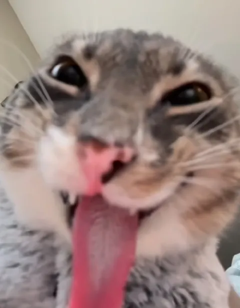 Безумный кот с высунутым языком