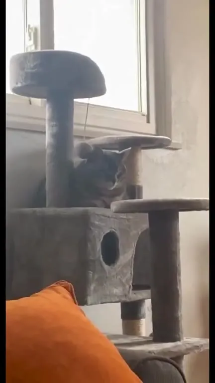 Cats Almost Formed a Thought