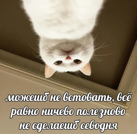 Кот советует не вставать
