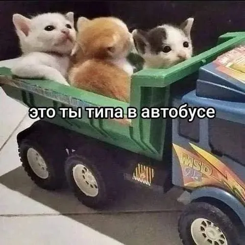 Котята в автобусе