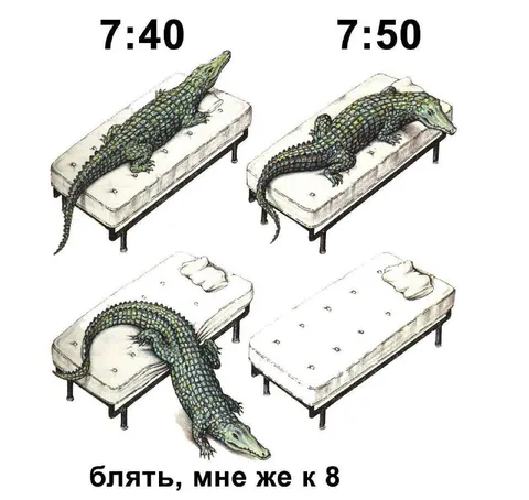 Крокодил проспал до восьми