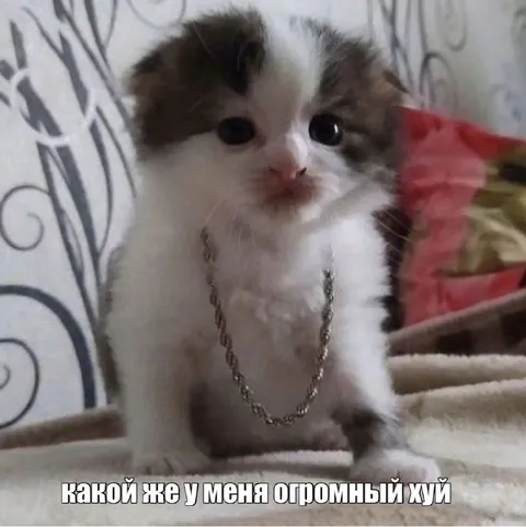Огромный котёнок и цепочка