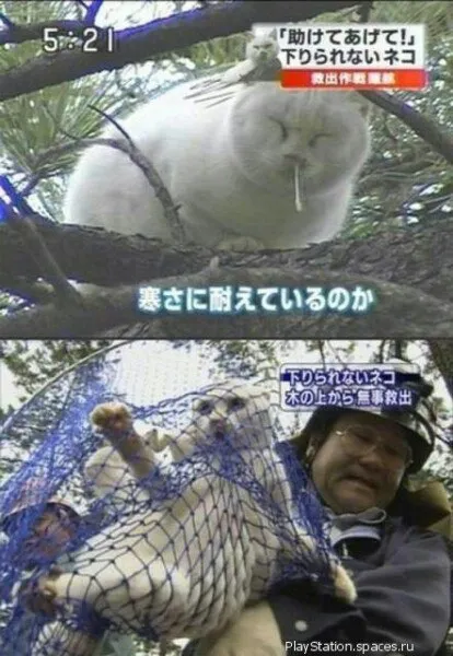 木から降りられない猫の救出