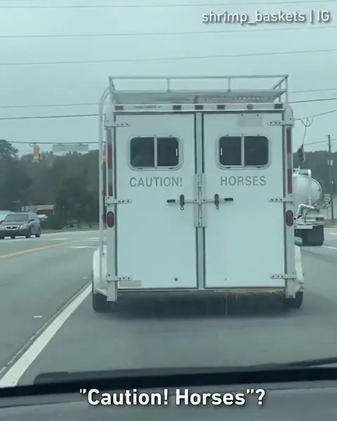 Caution Horses Warning