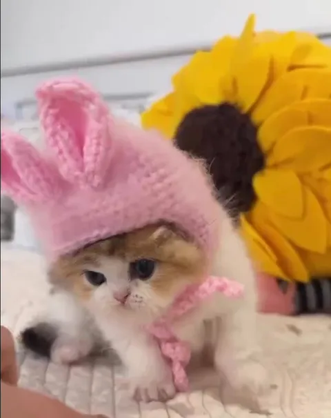 Котёнок в розовой шапочке
