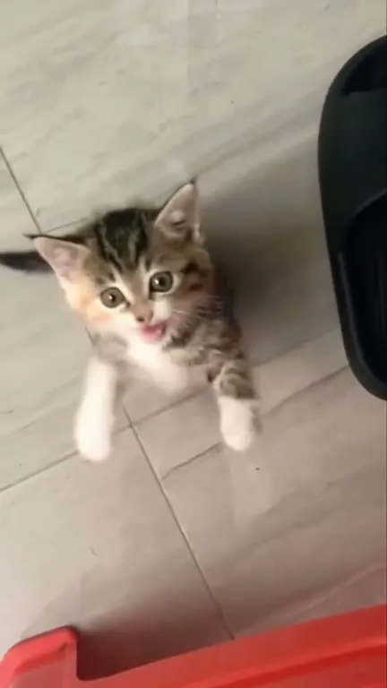 Котёнок просит внимания