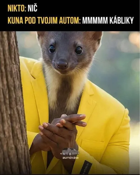 Kuna pod autom okusuje kábliky