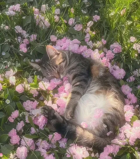 Кот спит среди цветов