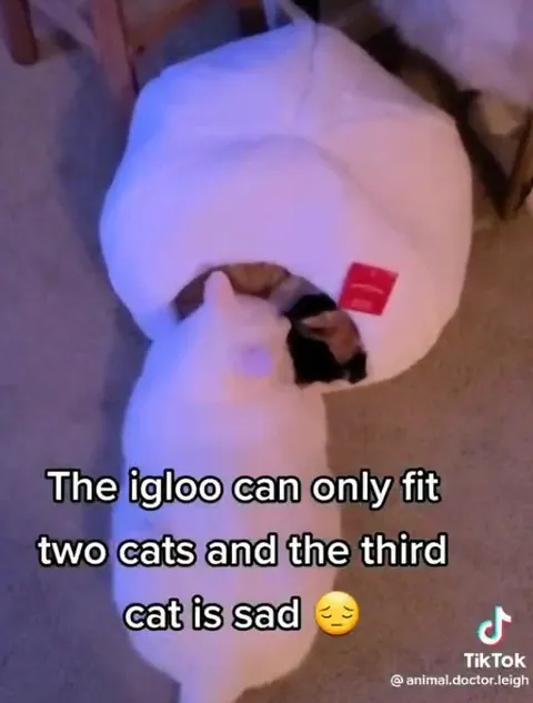 Sad Cat Outside the Igloo