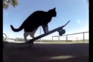 Кот на качелях