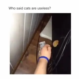 Cats Are Never Useless