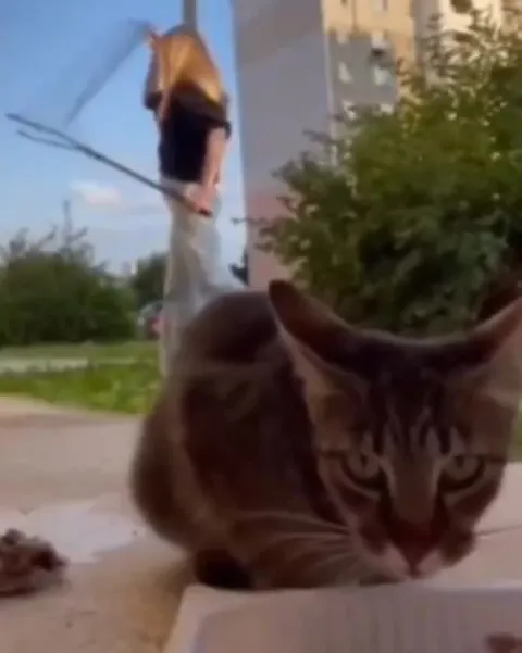Кот поёт на фоне танца