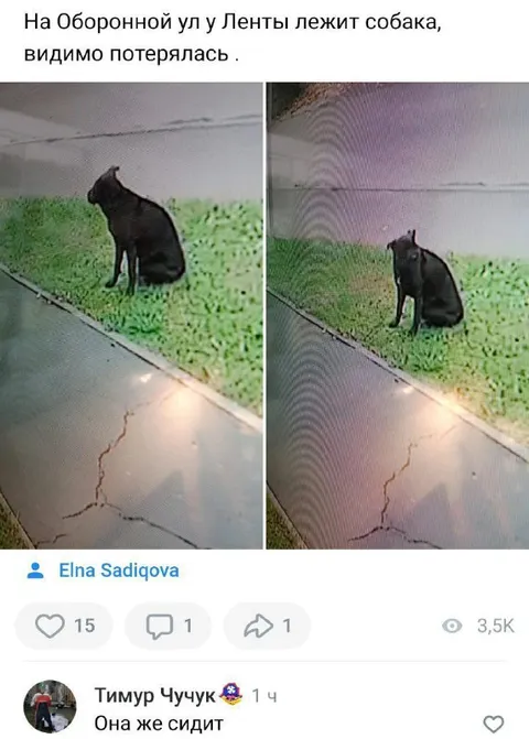 Потерялась собака, которая сидит