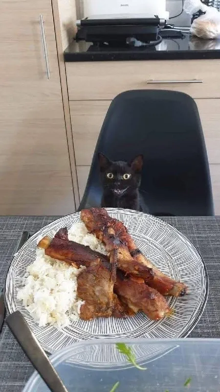 Кот ждёт свою порцию