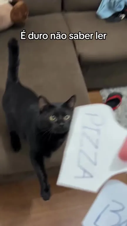 Gato não sabe ler