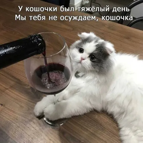Тяжёлый день у кошочки