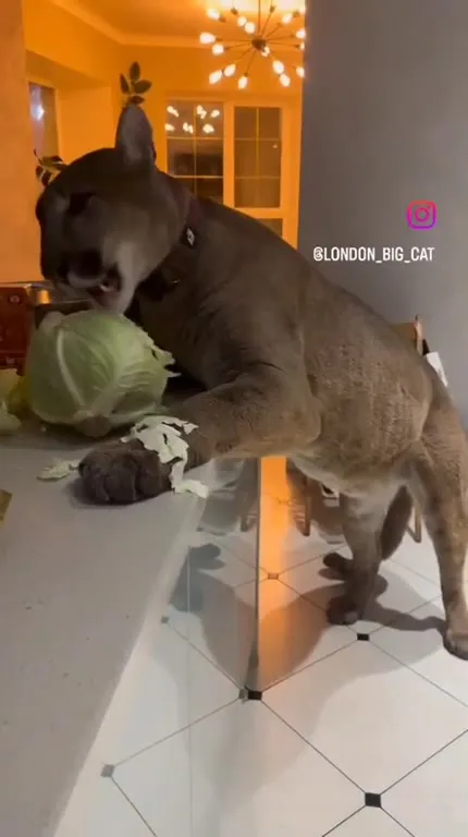 Кот ворует целый кочан капусты