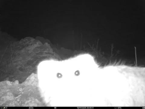 Кот у камеры ночью