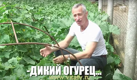 Дикий огурец в огороде