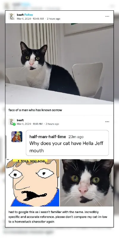 Cat Has a Hella Jeff Mouth
