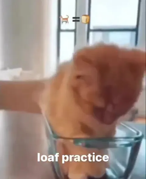 Cat Loaf Practice