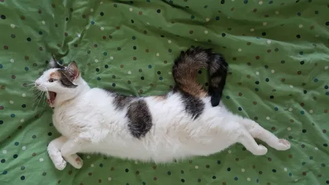 Кот с хвостом на спине