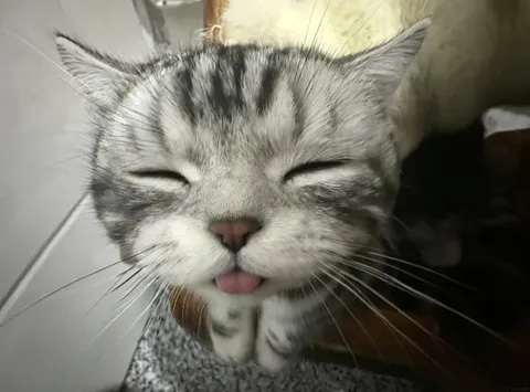 Кот с высунутым языком