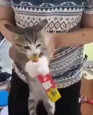 Кот не отдаёт лакомство
