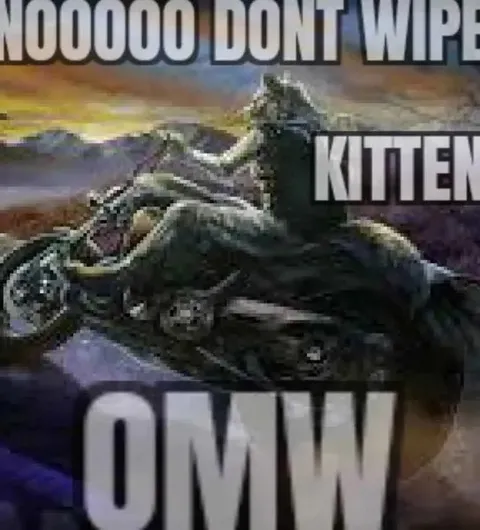 Kitten OMW Motorcycle Meme