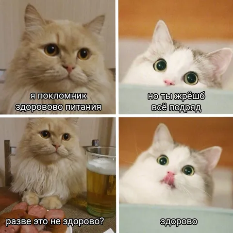 Коты спорят о здоровом питании