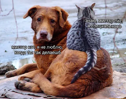 Кот специально садится на пса