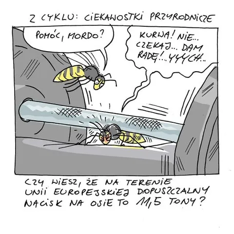 Ciekawostki przyrodnicze o osach