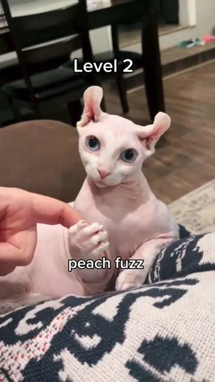 Cats Get Fluffier Each Level