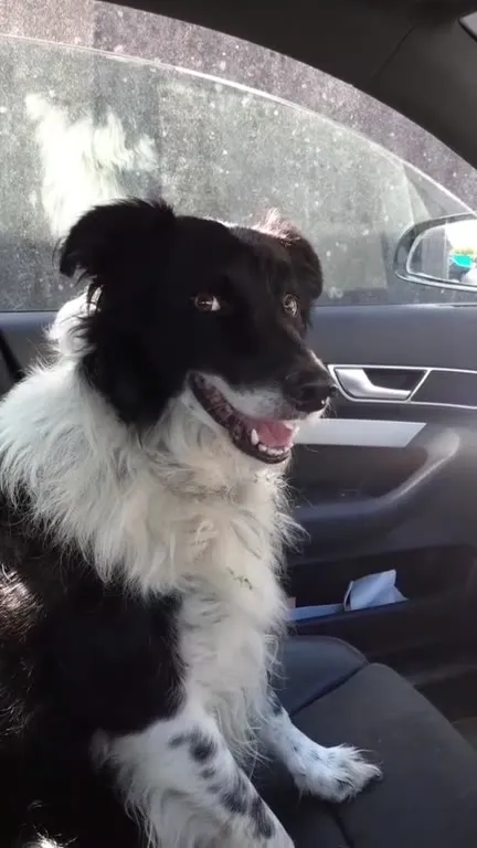 Dog Understands Welsh Commands