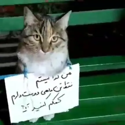 گربه گدا نیست