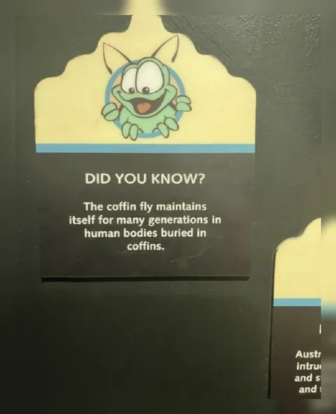 Coffin Fly Maintains Itself