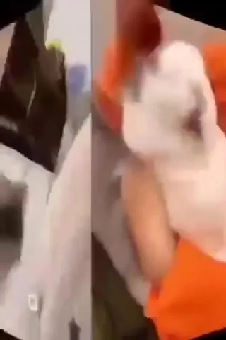 Cats Working on Impossible Projects