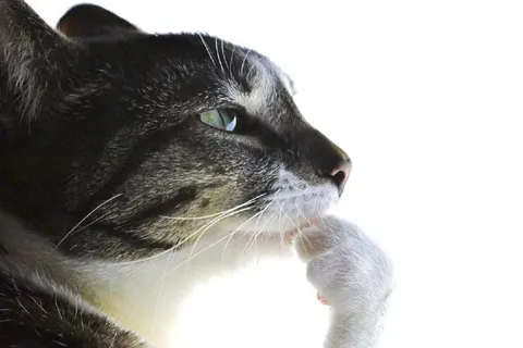 Кот задумался