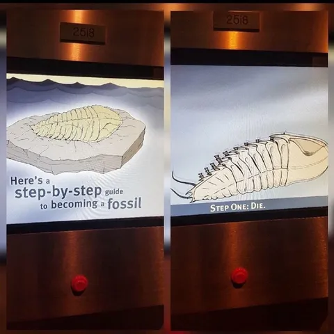 Guide to Becoming a Fossil