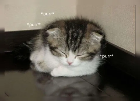 Sleepy Purring Kitten