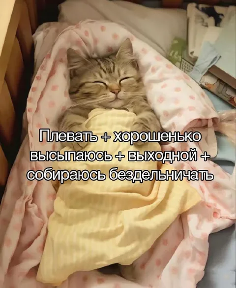 Кот собирается бездельничать