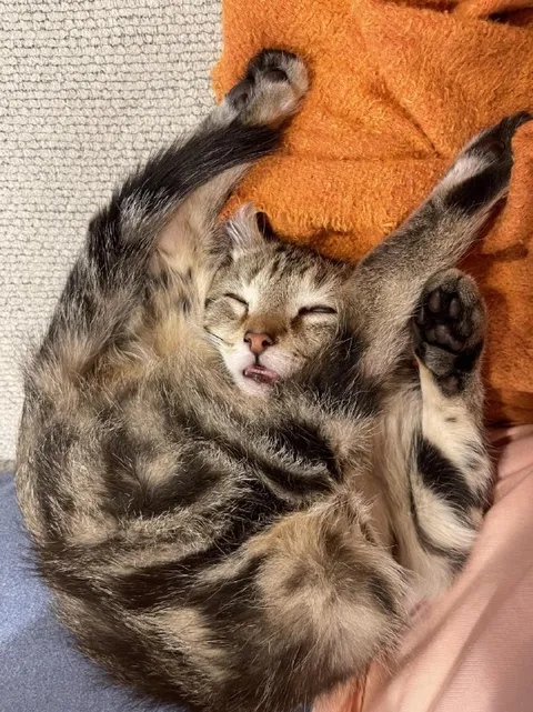 Котёнок сладко спит