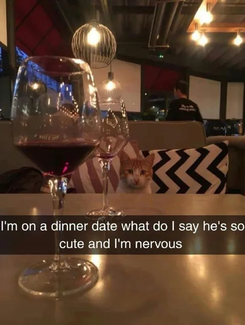 Nervous Cat Dinner Date