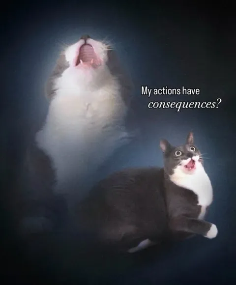 My Actions Have Consequences Cat